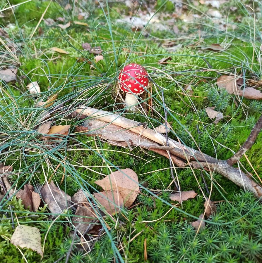 Gosciniec Silver Stary Toruń Kültér fotó